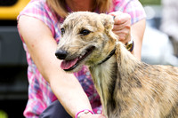 South_Notts_Open_Day_Lurchers_5th_July_2015_004