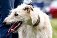 South_Notts_Open_Day_Lurchers_5th_July_2015_018