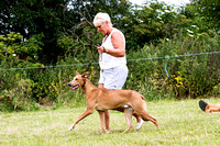 South_Notts_Open_Day_Lurchers_5th_July_2015_009