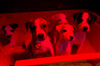 South_Notts_Kennels_7th_April_2016_003