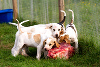 South_Notts_Kennels_7th_June_2014.008