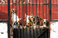 South_Notts_Kennels_7th_June_2014.011