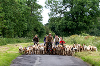 South_Notts_Hound_Excercise_18th_June_2016_009