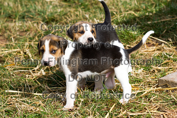 South_Notts_Mounted_Exercise_Kennels_22nd_August_2015_001