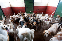 South_Notts_Kennels_8th_May_2014.006
