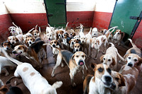 South_Notts_Kennels_8th_May_2014.005