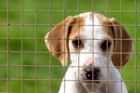 South_Notts_Kennels_6th_June_2014.004