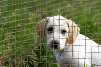 South_Notts_Kennels_6th_June_2014.011