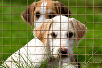 South_Notts_Kennels_6th_June_2014.005