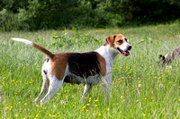 South_Notts_Kennels_6th_June_2014.015