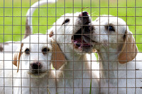 South_Notts_Kennels_6th_June_2014.009