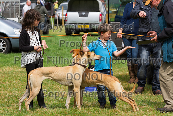 Grove_and_Rufford_Show_Lurchers_19th_July_2014.010