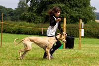 Grove_and_Rufford_Show_Lurchers_19th_July_2014.020