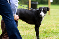Grove_and_Rufford_Show_Lurchers_19th_July_2014.006