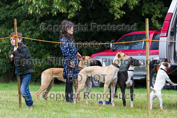 Grove_and_Rufford_Show_Lurchers_19th_July_2014.004