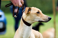 Grove_and_Rufford_Show_Lurchers_19th_July_2014.002