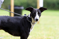 Grove_and_Rufford_Show_Lurchers_19th_July_2014.008