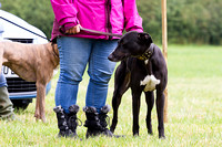 Grove_and_Rufford_Show_Lurchers_19th_July_2014.009
