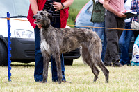 Grove_and_Rufford_Terrier_and_Lurcher_Show_16th_July_2016_014