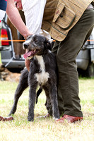 Grove_and_Rufford_Terrier_and_Lurcher_Show_16th_July_2016_019