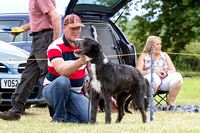 Grove_and_Rufford_Terrier_and_Lurcher_Show_16th_July_2016_012
