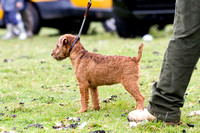 Ecclesfield_Beagles_Terrier_and_Lurcher_Show_Terriers_13th_June_2015_010
