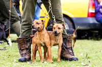 Ecclesfield Beagle Hunt Terrier and Lurcher Show, Terriers (13th June 2015)
