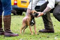 Ecclesfield_Beagles_Terrier_and_Lurcher_Show_Terriers_13th_June_2015_007