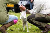 Ecclesfield_Beagles_Terrier_and_Lurcher_Show_Terriers_13th_June_2015_009