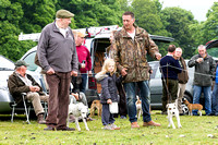 Ecclesfield_Beagles_Terrier_and_Lurcher_Show_Terriers_13th_June_2015_017