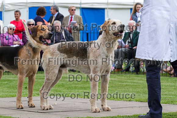 Grove_and_Rufford_Puppy_Show_18th_June_2016_028