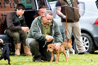 Ecclesfield_Beagles_Terrier_and_Lurcher_Show_Terriers_13th_June_2015_013