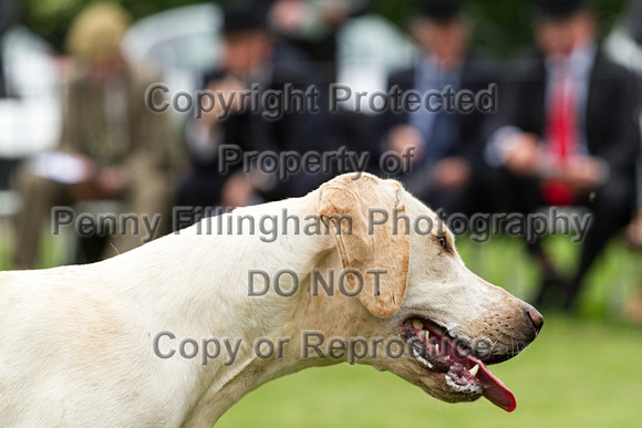 Grove_and_Rufford_Puppy_Show_18th_June_2016_127