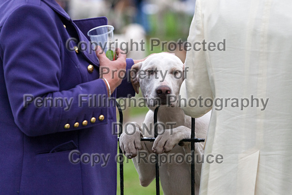 Grove_and_Rufford_Puppy_Show_18th_June_2016_304