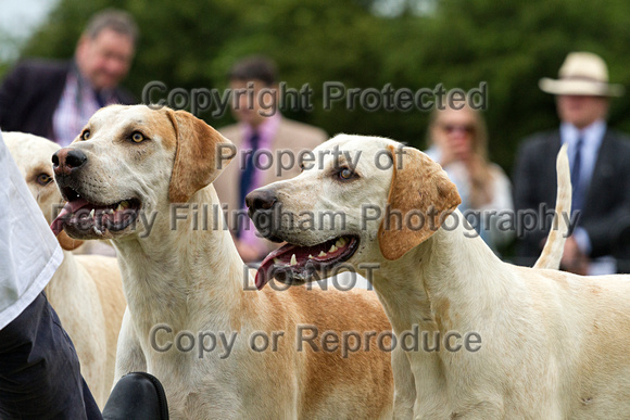 Grove_and_Rufford_Puppy_Show_18th_June_2016_061