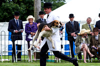 Grove_and_Rufford_Puppy_Show_18th_June_2016_014