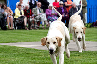 Grove_and_Rufford_Puppy_Show_18th_June_2016_017