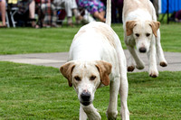 Grove_and_Rufford_Puppy_Show_18th_June_2016_018