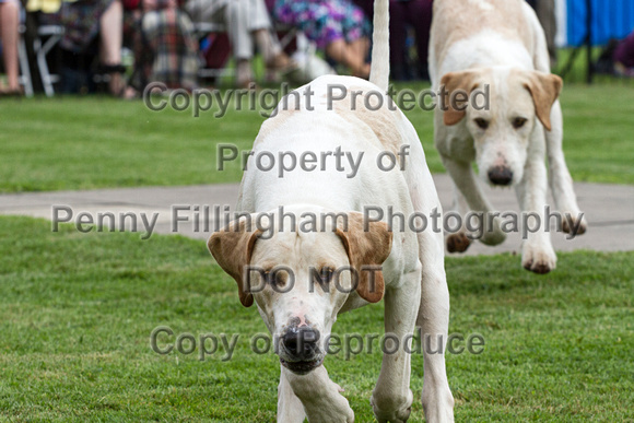 Grove_and_Rufford_Puppy_Show_18th_June_2016_018