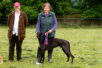 Ecclesfield_Beagles_Terrier_and_Lurcher_Show_Winners_13th_June_2015_014