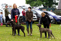 Ecclesfield_Beagles_Terrier_and_Lurcher_Show_Winners_13th_June_2015_010