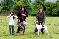 Ecclesfield_Beagles_Terrier_and_Lurcher_Show_Winners_13th_June_2015_002