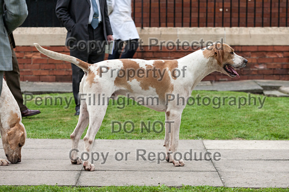 Grove_and_Rufford_Puppy_Show_18th_June_2016_254