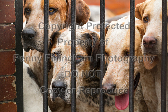Grove_and_Rufford_Puppy_Show_18th_June_2016_152