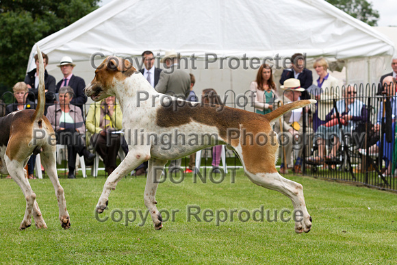 Grove_and_Rufford_Puppy_Show_14th_June_2014.017