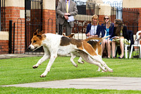 Grove_and_Rufford_Puppy_Show_14th_June_2014.018
