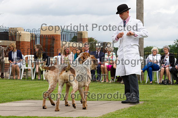 Grove_and_Rufford_Puppy_Show_14th_June_2014.012