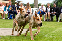 Grove_and_Rufford_Puppy_Show_14th_June_2014.011
