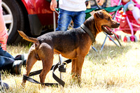 Grove and Rufford Hunt Terrier and Lurcher Show, Terriers (18th July 2015)