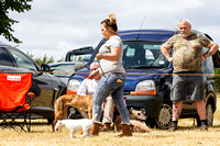 Grove_and_Rufford_Show_Terriers_18th_July_2015_010